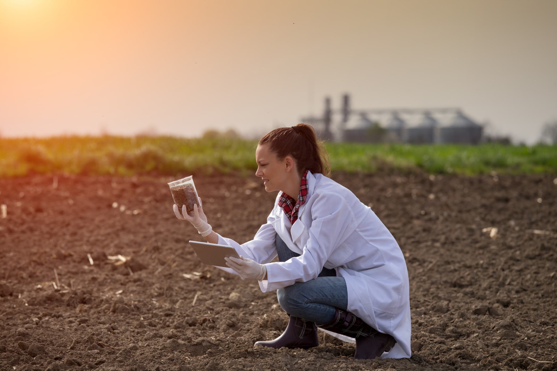 Industry scientist looks at soil sample with ipad